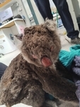 2026fires-Koala5burnednose.jpg